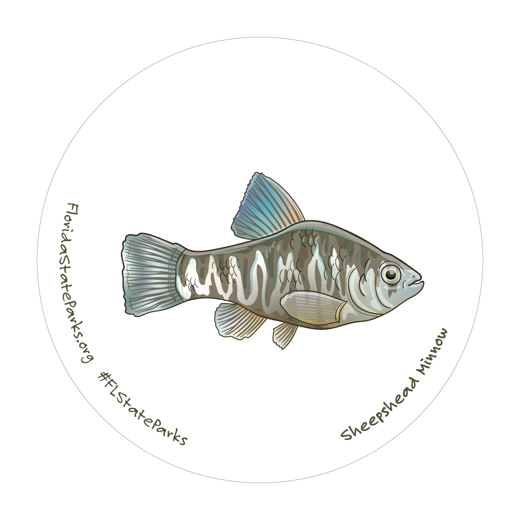 Sheepshead Minnow